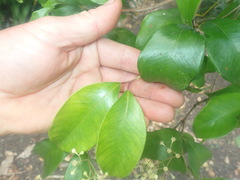 Syzygium smithii