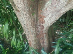 Syzygium smithii