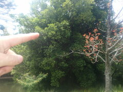 Syzygium smithii