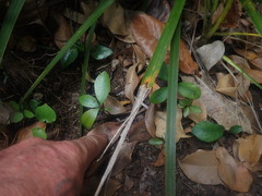 Syzygium smithii
