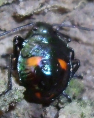 Cermatulus nasalis