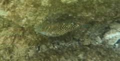 Canthigaster amboinensis