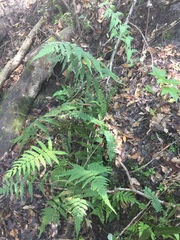 Deparia petersenii