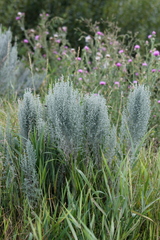 Artemisia austriaca