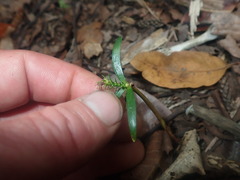Araucaria heterophylla