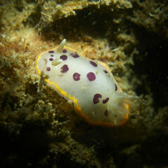 Goniobranchus tumuliferus