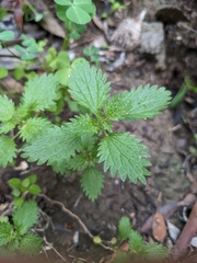 Hesperocnide tenella