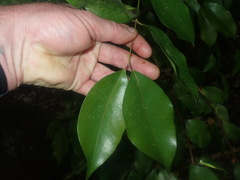 Syzygium smithii