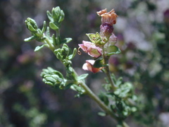 Prostanthera eurybioides
