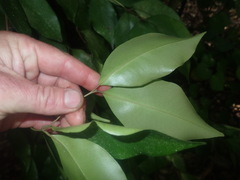 Syzygium smithii