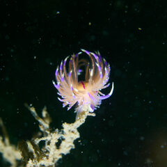 Unidentia aliciae
