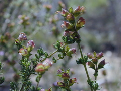 Prostanthera eurybioides