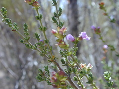Prostanthera eurybioides