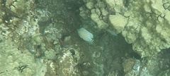 Chaetodon ornatissimus