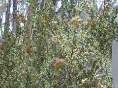 Prostanthera eurybioides