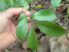 Syzygium smithii