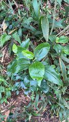 Hibiscus arnottianus
