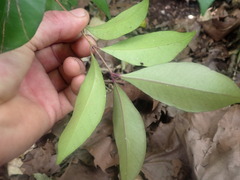 Syzygium smithii