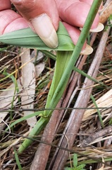 Dianella longifolia longifolia