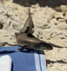 Egernia kingii