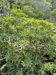 Scaevola gaudichaudiana
