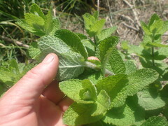 Mentha