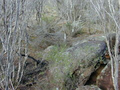 Prostanthera eurybioides