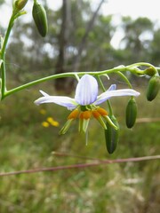 Dianella longifolia longifolia