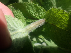 Mentha