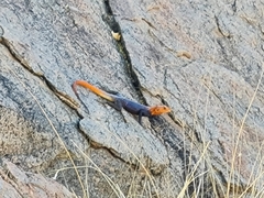 Agama planiceps