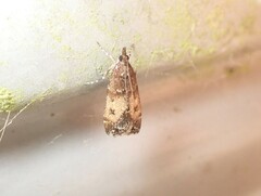 Eudonia asterisca