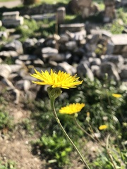 Reichardia picroides