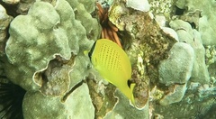 Chaetodon miliaris