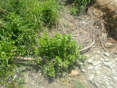 Mentha