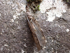Archichauliodes diversus
