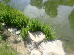 Mentha
