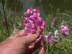 Lathyrus latifolius