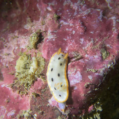 Chromodoris orientalis