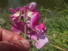 Lathyrus latifolius