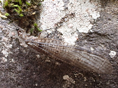 Archichauliodes diversus