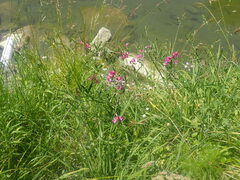 Lathyrus latifolius