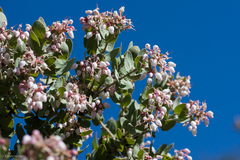 Arctostaphylos auriculata