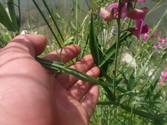 Lathyrus latifolius