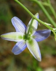 Dianella longifolia longifolia