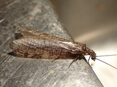 Archichauliodes diversus
