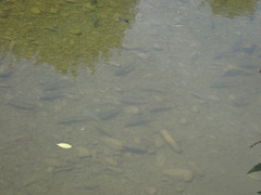 Aldrichetta forsteri