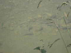 Aldrichetta forsteri