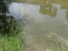 Aldrichetta forsteri