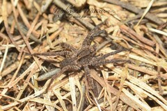 Alopecosa albofasciata