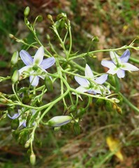 Dianella longifolia longifolia